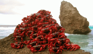 Kort-Christmas Island-christmas-island-crab-swarms-migration-explained-crab-pile_1.jpg
